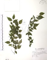 燈稱花、烏雞骨藏品圖，第1張