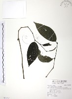 風藤藏品圖，第1張
