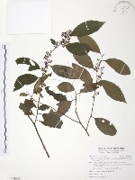 台灣山桂花藏品圖，第1張