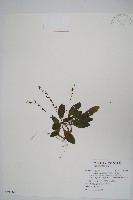 哈哼花藏品圖，第1張