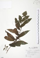 台灣山桂花藏品圖，第1張