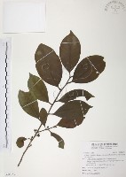 森氏紅淡比藏品圖，第1張