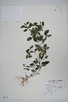 爵床藏品圖，第1張