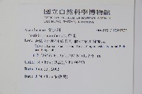 爵床藏品圖，第2張