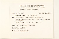 腺葉澤蘭藏品圖，第2張