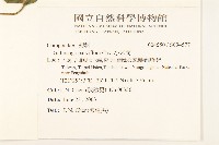 小米菊藏品圖，第2張