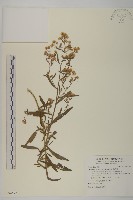 加拿大蓬藏品圖，第1張