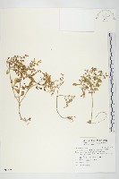 台灣佛甲草、石板菜藏品圖，第1張