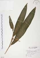 普萊氏月桃、短穗山姜藏品圖，第1張