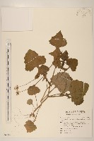 紫背草藏品圖，第1張