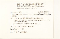 紫背草藏品圖，第2張