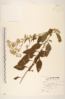 一枝香藏品圖，第1張