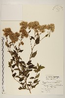 台灣澤蘭藏品圖，第1張