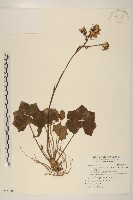 臺灣山菊藏品圖，第1張