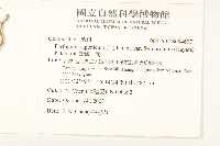 臺灣山菊藏品圖，第2張