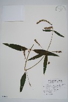 柳葉牛膝藏品圖，第1張