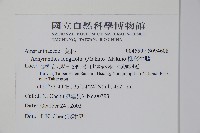 柳葉牛膝藏品圖，第2張