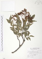 野鴉椿藏品圖，第1張