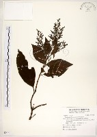水金京藏品圖，第1張