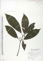 水冬瓜藏品圖，第1張