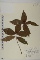 草珊瑚、紅果金粟蘭藏品圖，第1張