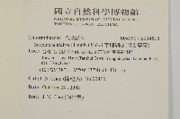 草珊瑚、紅果金粟蘭藏品圖，第2張