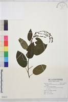 大黃鱔藤藏品圖，第1張