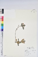 黃花著生杜鵑藏品圖，第1張