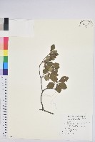 台灣吊鐘花藏品圖，第1張