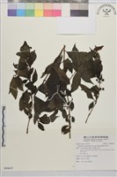 畢祿山鼠李藏品圖，第1張