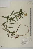 臺灣馬蘭藏品圖，第1張