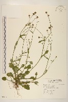 矮菊藏品圖，第1張