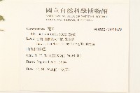矮菊藏品圖，第2張