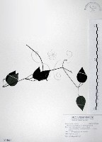 柱果鐵線蓮藏品圖，第1張