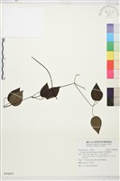 柱果鐵線蓮藏品圖，第2張