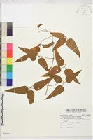 麥氏鐵線蓮藏品圖，第2張