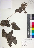 麥氏鐵線蓮藏品圖，第1張