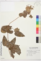 麥氏鐵線蓮藏品圖，第2張