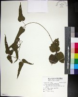 麥氏鐵線蓮藏品圖，第1張