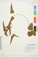 麥氏鐵線蓮藏品圖，第2張