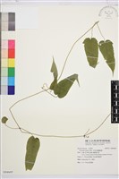 亨利氏鐵線蓮藏品圖，第1張