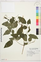 小木通藏品圖，第1張