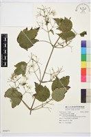 串鼻龍藏品圖，第1張