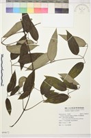 柱果鐵線蓮藏品圖，第2張