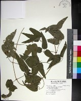 麥氏鐵線蓮藏品圖，第1張