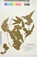 麥氏鐵線蓮藏品圖，第2張