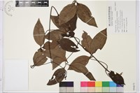 厚葉鐵線蓮藏品圖，第1張