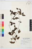 臺灣鐵線蓮藏品圖，第2張