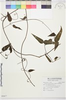 柱果鐵線蓮藏品圖，第2張