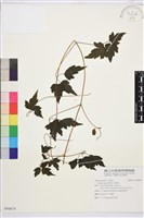 串鼻龍藏品圖，第1張